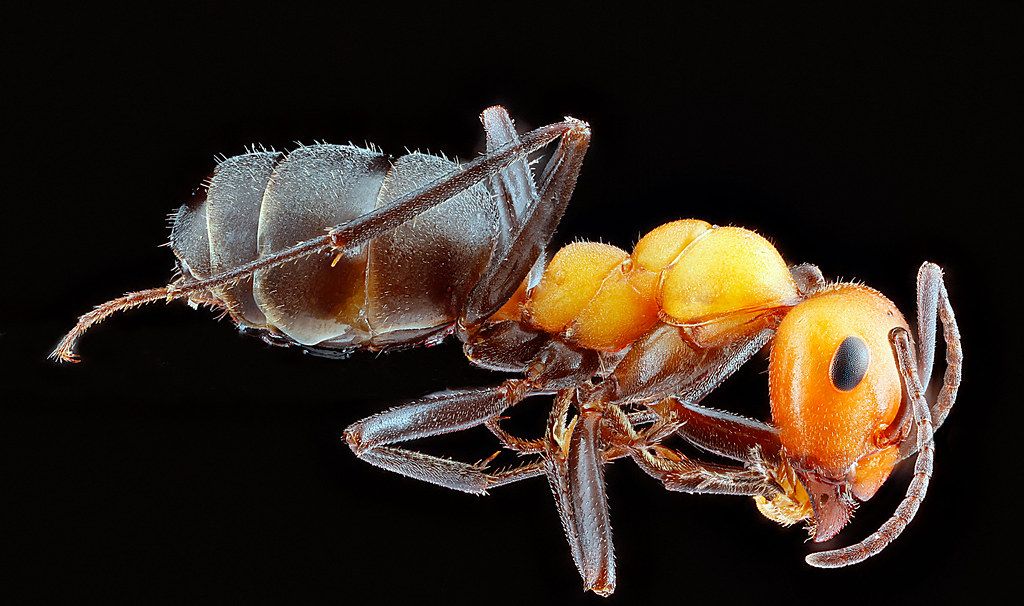 Ant Control service in Longview, TX