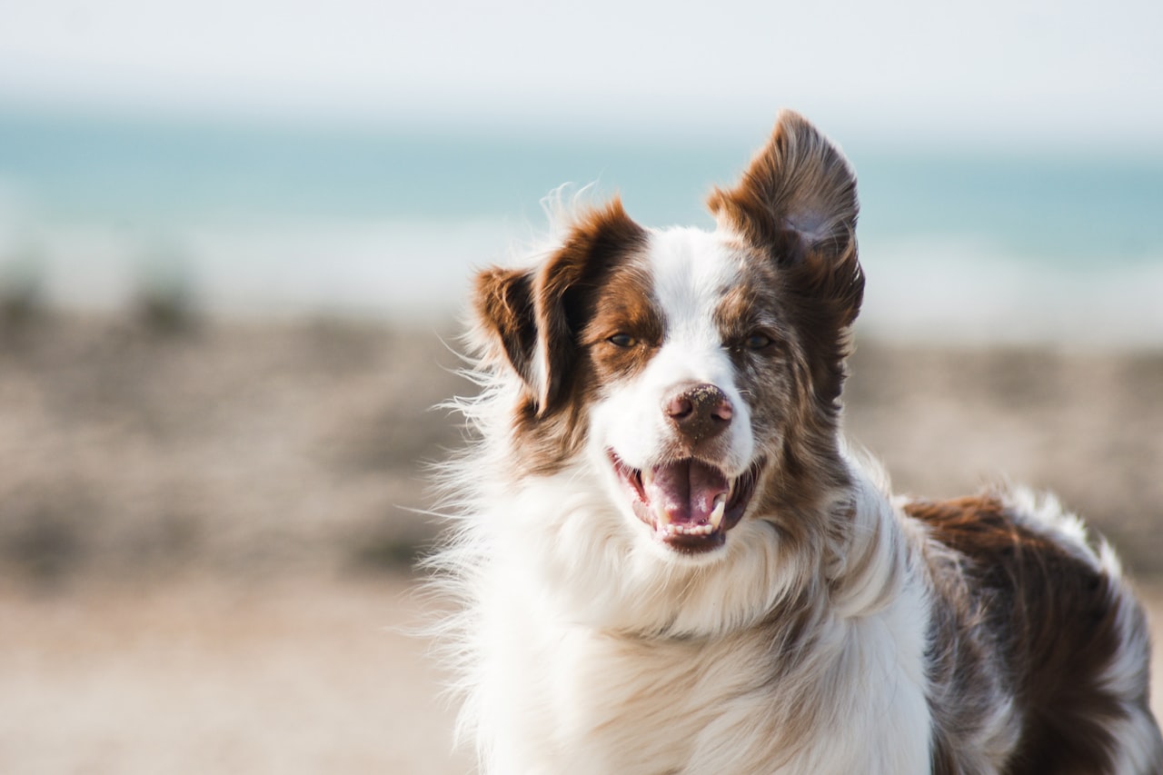 Flea & Tick Control service in Longview, TX