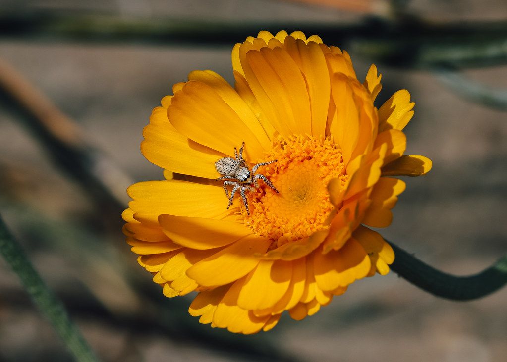 Spider Control service in Longview, TX